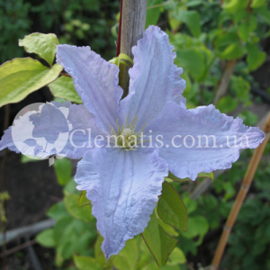 Blue Angel Blue Angel