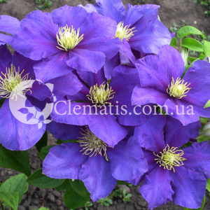 General Sikorski General Sikorski