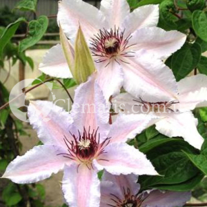 Snow Queen Snow Queen