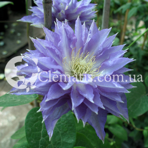 thyrisland thyrisland