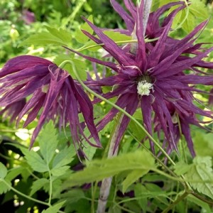 октопус октопус