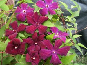 IMG_0808 — копия