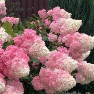 ванилка ванилка