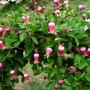 IMG_2068 IMG_2068
