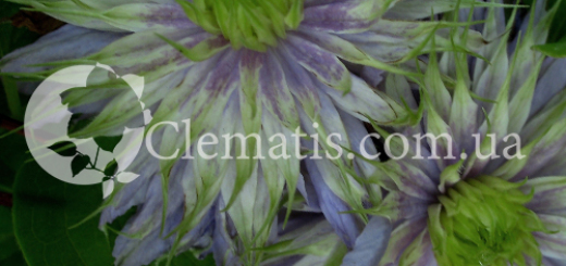 clematis клематис
