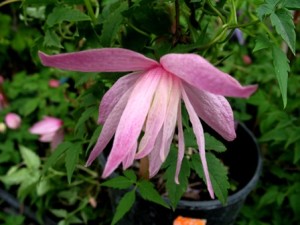 IMG_2673 — копия