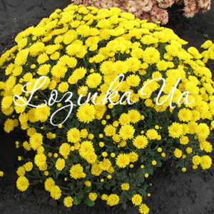 PASSADENA YELLOW