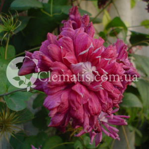 Purpurea Plena Elegans