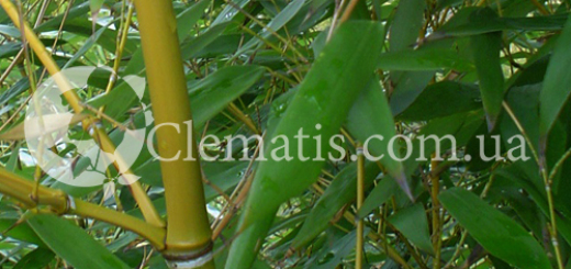 Бамбук (bambooc)