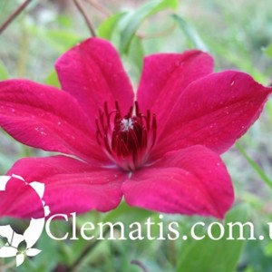 allanah — копия