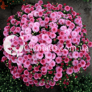 молфетта пинк1