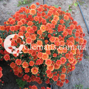 падре оранж1