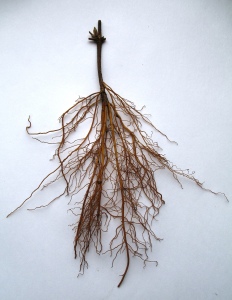 укорененный черенок