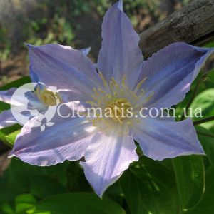 Anastasija-Anisimova