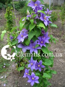 tempo — копия