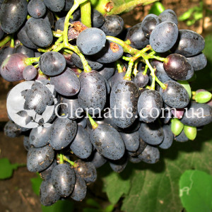 декабрьский