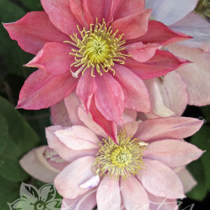 pix811_clematis_little_mermaid_k4