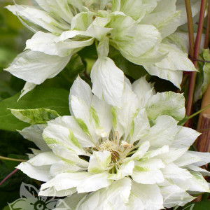 Clematis-Yukiokoshi-K3