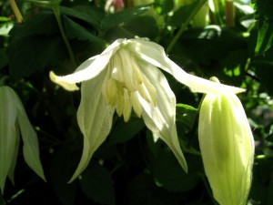 IMG_7446 — копия