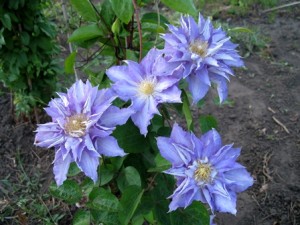 IMG_0359 — копия