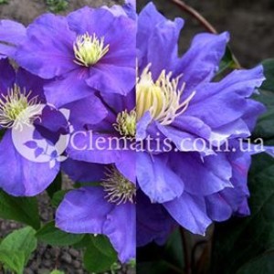 26857615_409159696187951_945515991_n