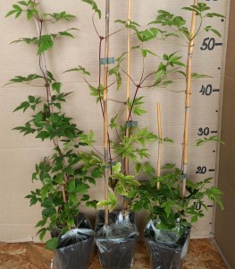 459086400_3226567194140645_7432686075705916904_n