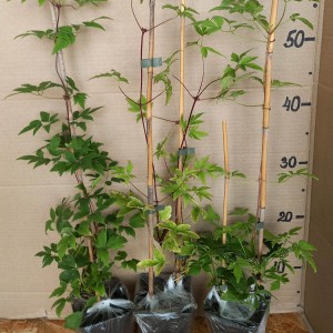 459086400_3226567194140645_7432686075705916904_n