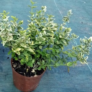 512743140_3551177131679648_7365110851476114262_n — копия (2)