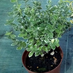 512743140_3551177131679648_7365110851476114262_n — копия