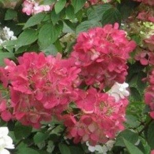 діамонд руж