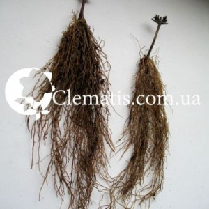 16422562_947279188736135_5566223962391265158_o