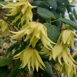 голден дрим