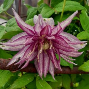 461089467_3241180486012649_1289038541001175231_n