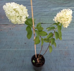 мг монтбланк