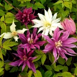 20250513_184745 — копия